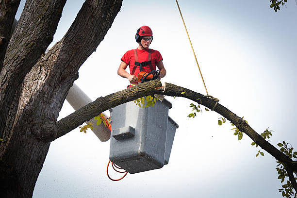 Best Root Management and Removal  in Hollins, VA